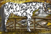 Horse Color:Black Appaloosa