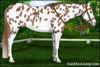 Horse Color:Chestnut Splash Appaloosa 