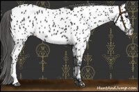 Horse Color:Black Near Leopard 