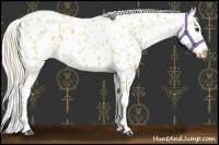 Horse Color:Palomino Near Leopard 