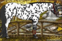 Horse Color:Black Near Leopard 