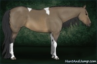 Horse Color:Buckskin Dun Tobiano 