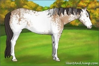 Horse Color:White Spotted Amber Champagne Sabino