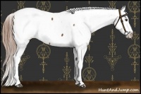 Horse Color:Liver Red Roan Appaloosa 