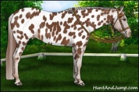 Horse Color:Chestnut Near Leopard 