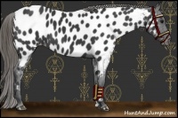 Horse Color:Smoky Black Near Leopard 