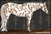 Horse Color:Palomino Near Leopard 