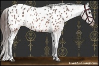 Horse Color:Bay Roan Appaloosa 