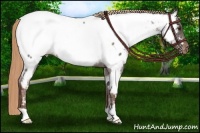 Horse Color:Liver Red Roan Appaloosa Rabicano