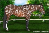 Horse Color:Bay Near Leopard  and Bay 