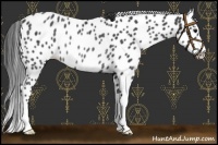 Horse Color:Black Appaloosa Rabicano 