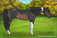 Horse Color:Buckskin Tobiano 