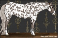 Horse Color:Silver Black Sabino Near Leopard 