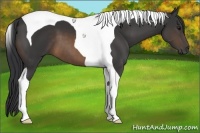 Horse Color:Buckskin Tobiano