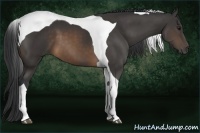 Horse Color:Buckskin Tobiano