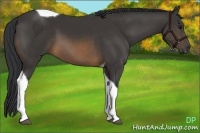 Horse Color:Buckskin Tobiano