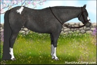 Horse Color:Liver Chestnut Appaloosa