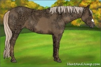 Horse Color:Chocolate Palomino Ice 