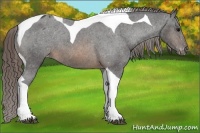 Horse Color:Buckskin Tobiano Appaloosa