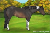 Horse Color:Buckskin Tobiano