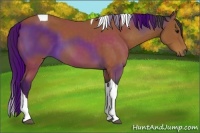Horse Color:Buckskin Tobiano 