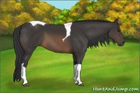 Horse Color:Buckskin Tobiano 