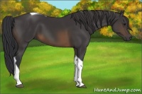 Horse Color:Buckskin Tobiano