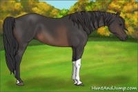 Horse Color:Buckskin Tobiano 