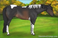 Horse Color:Buckskin Tobiano 