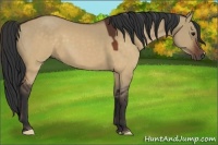 Horse Color:Brown Dun 