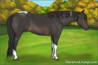 Horse Color:Buckskin Tobiano 