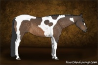 Horse Color:Buckskin Tobiano 
