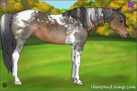 Horse Color:Buckskin Tobiano 