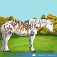 Horse Color:Buckskin Tobiano Appaloosa