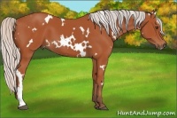 Horse Color:White Spotted Silver Bay 