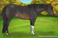 Horse Color:Buckskin Tobiano 