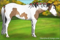 Horse Color:Bay Dun Splash Tobiano 