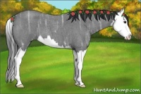 Horse Color:Blue Ice Roan Splash 
