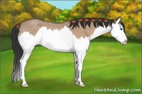 Horse Color:Bay Roan Dun Splash 