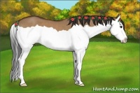 Horse Color:Bay Dun Splash 