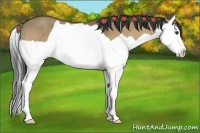 Horse Color:Buckskin Dun Splash