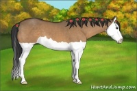 Horse Color:Bay Dun Splash