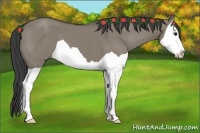 Horse Color:Smoky Grullo Splash 