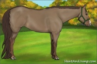 Horse Color:Liver Red Dun 