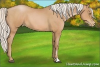 Horse Color:Silver Bay Pearl 