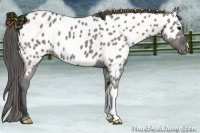 Horse Color:Grullo Near Leopard 