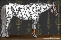 Horse Color:Black Near Leopard 