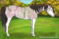 Horse Color:Amber Champagne Ice Splash