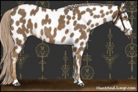 Horse Color:Chocolate Palomino Appaloosa