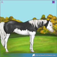 Horse Color:Liver Chestnut Mushroom Splash 